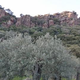 Vendita terreno