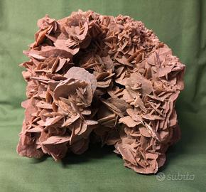 ROSA DEL DESERTO GIGANTE VINTAGE