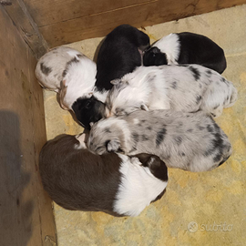 Border collie pedigree ENCI