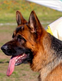 Cuccioli pastore tedesco