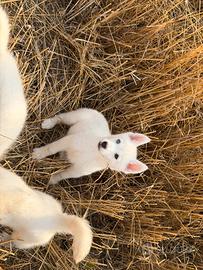 Siberian Husky con pedigree enci
