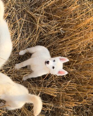 Siberian Husky con pedigree enci
