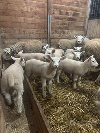 Agnelli Texel per riproduzione