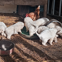 Cucciolo Pastore abruzzese maremmano