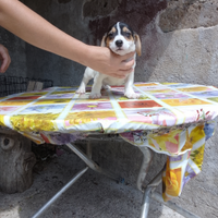 Jack Russell pelo raso