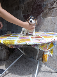 Jack Russell pelo raso