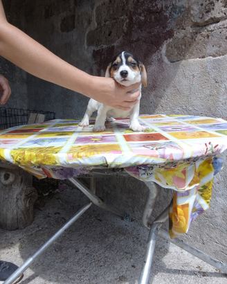 Jack Russell pelo raso