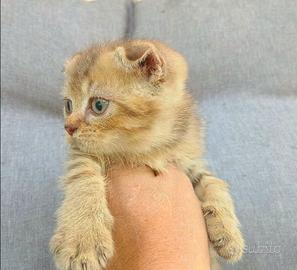 Scottish fold