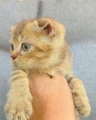 Scottish fold