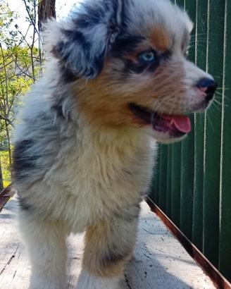 Cuccioli di pastore australiano con pedigree