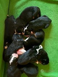 Cuccioli di Bovaro del bernese