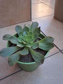 Pianta grassa Semponium vaso 14 cm