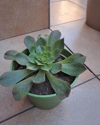 Pianta grassa Semponium vaso 14 cm