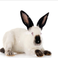 Coniglio maschio california