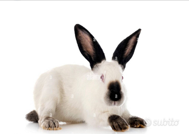 Coniglio maschio california