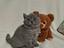 Immagine 4