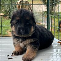 Cucciola pastore tedesco a pelo lungo