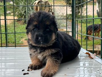 Cucciola pastore tedesco a pelo lungo