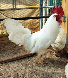 Gallo e Galletti Livornese puri