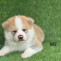 Akita Inu con pedigree ENCI