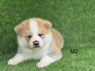 Akita Inu con pedigree ENCI