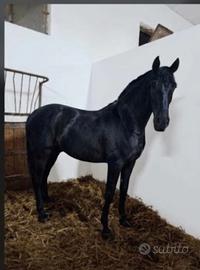 cavallo p.r.e
