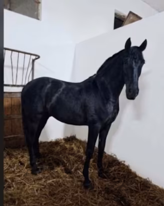 cavallo p.r.e