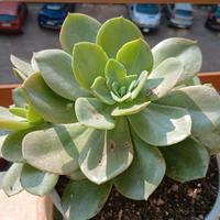 pianta  di succulenta