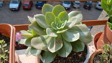 pianta  di succulenta