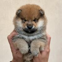 Shiba Inu femmina con Pedigree