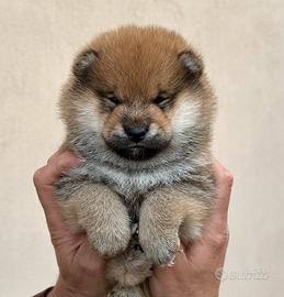 Shiba Inu femmina con Pedigree