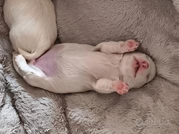 Cane razza Maltese