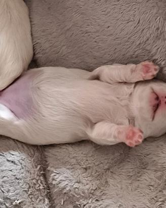 Cane razza Maltese