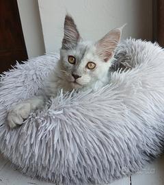 Cuccioli Maine Coon con pedigree