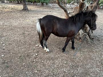 Mini pony femmina