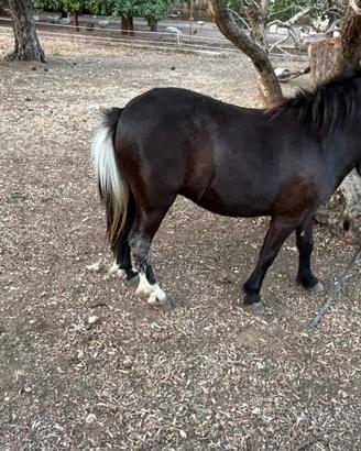 Mini pony femmina