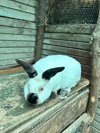 Conigli Maschio California