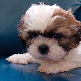 Cuccioli di shitzu