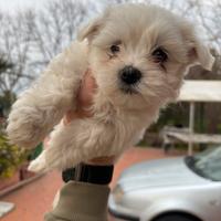 Cucciolo maltese toy