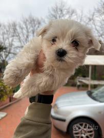 Cucciolo maltese toy