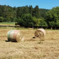 Fieno primo taglio