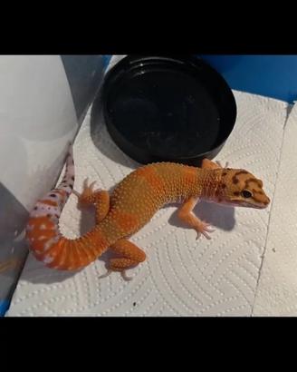 Gechi leopardini