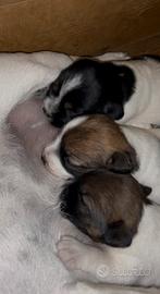 Jack Russell