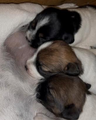 Jack Russell