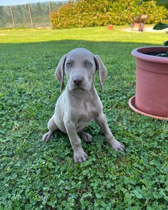 Cuccioli weimaraner