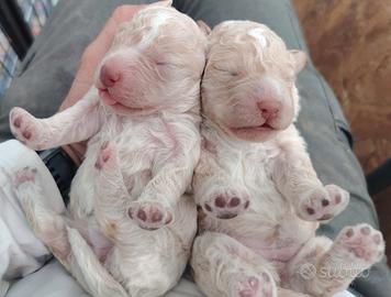 Cuccioli di Lagotto Romagnolo con pedigree