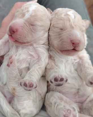 Cuccioli di Lagotto Romagnolo con pedigree