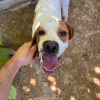 Cane da tartufo bracco pointer
