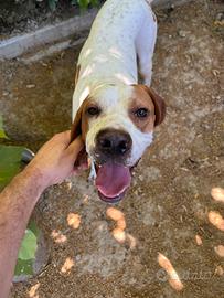 Cane da tartufo bracco pointer