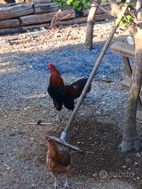 Coppie adulte di Araucana Marans e Australorp